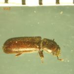 Splintholzkäfer (Lyctidae) - Parkettkäfer - Lyctus-Käfer