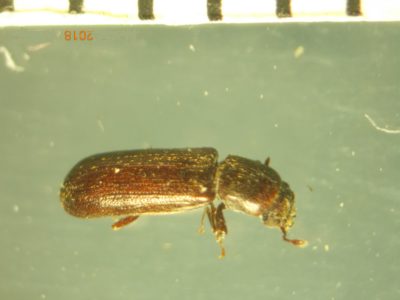 Splintholzkäfer Lytus Käfer ParkettkäferHolzingenieur Meinhard Böhm